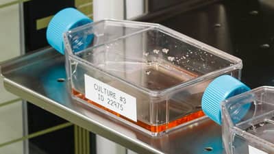 İnkübasyon için hazırlanan, Brady sıcaklığa dayanıklı etiketlere sahip mataralar.