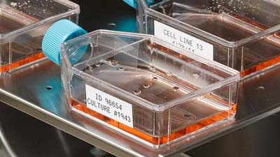 İnkübasyon için hazırlanan, Brady sıcaklığa ve kimyasala dayanıklı etiketlere sahip mataralar.